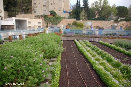 גג ירוק בירושלים